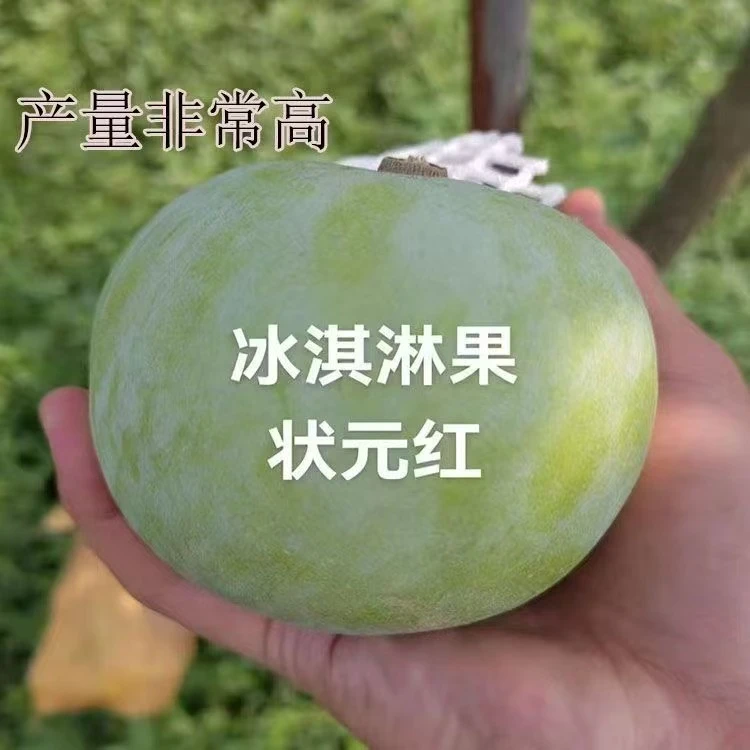 老宋冰淇淋状元红大苗，一物一拍