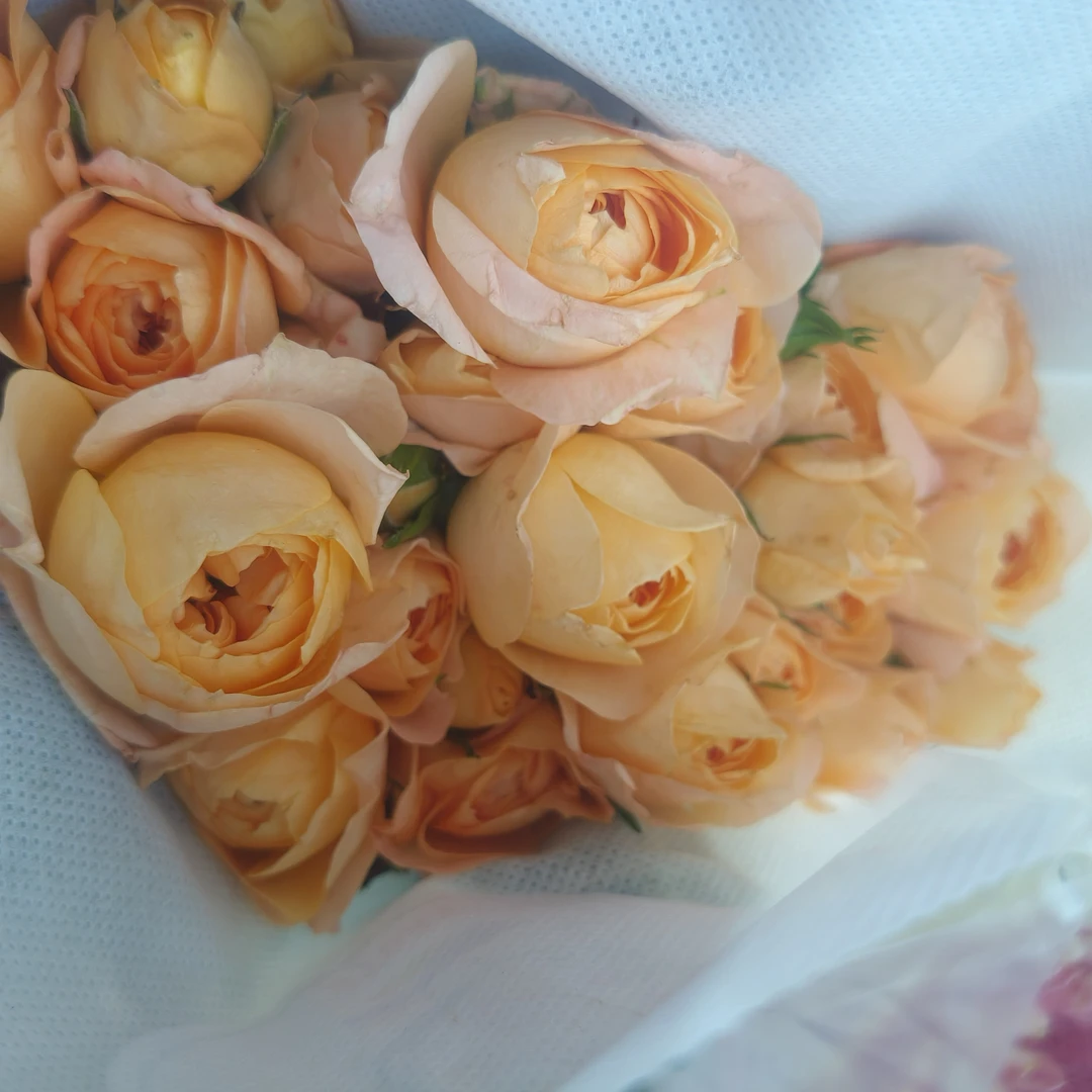 随机多头玫瑰3支