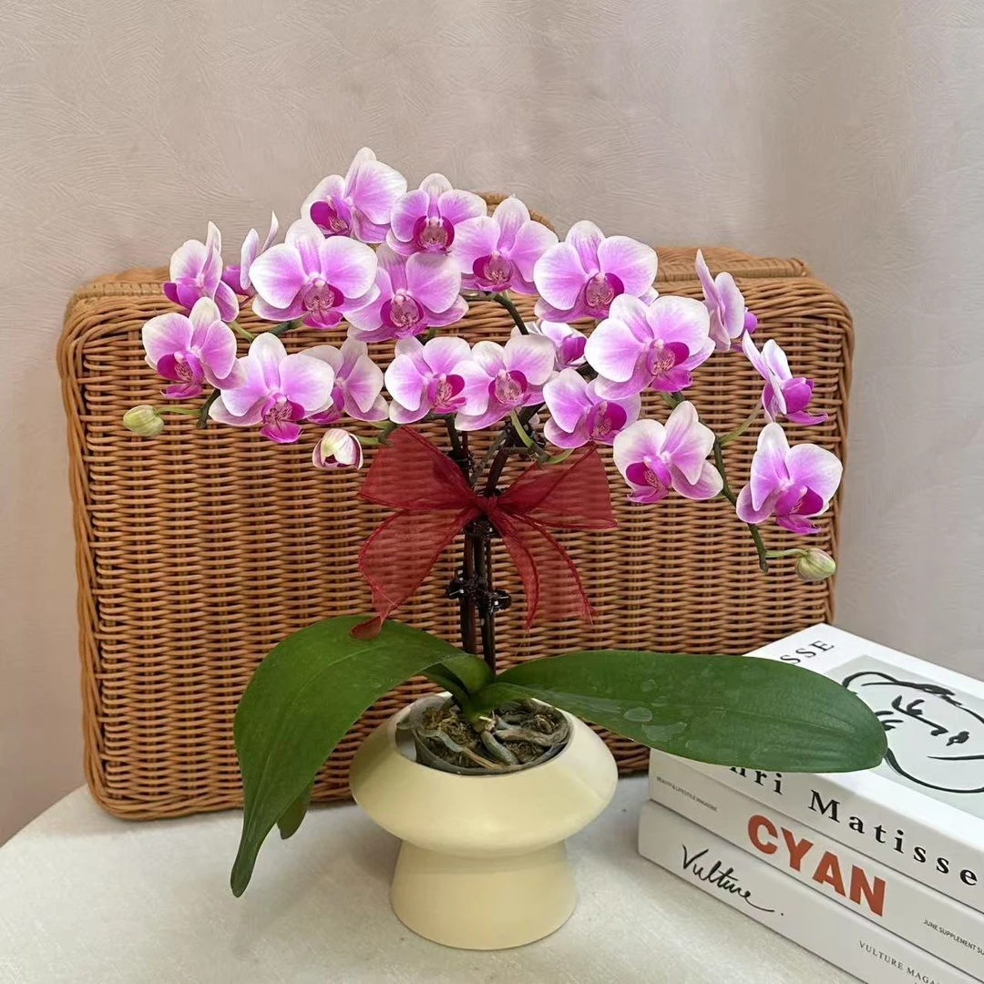 《彩虹糖》精品蝴蝶兰 耐开好养 轻奢高级 室内花花