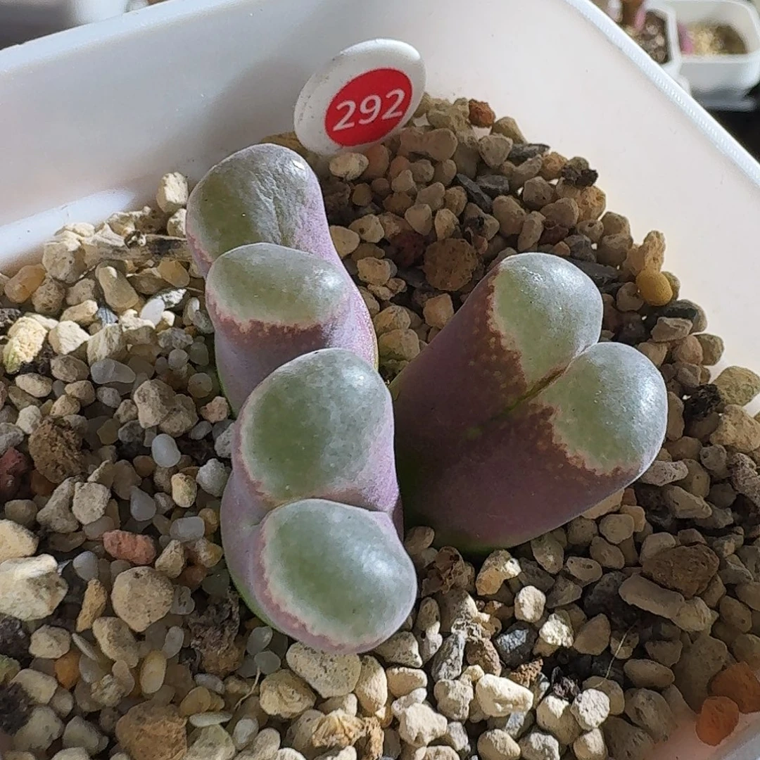 多肉植物福利风铃292