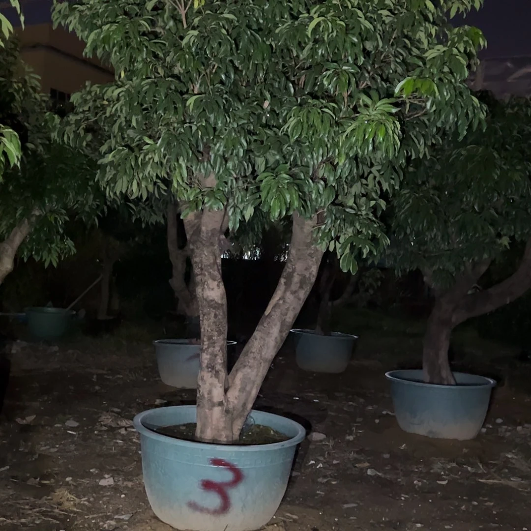 完全开放果树果树果树1111111