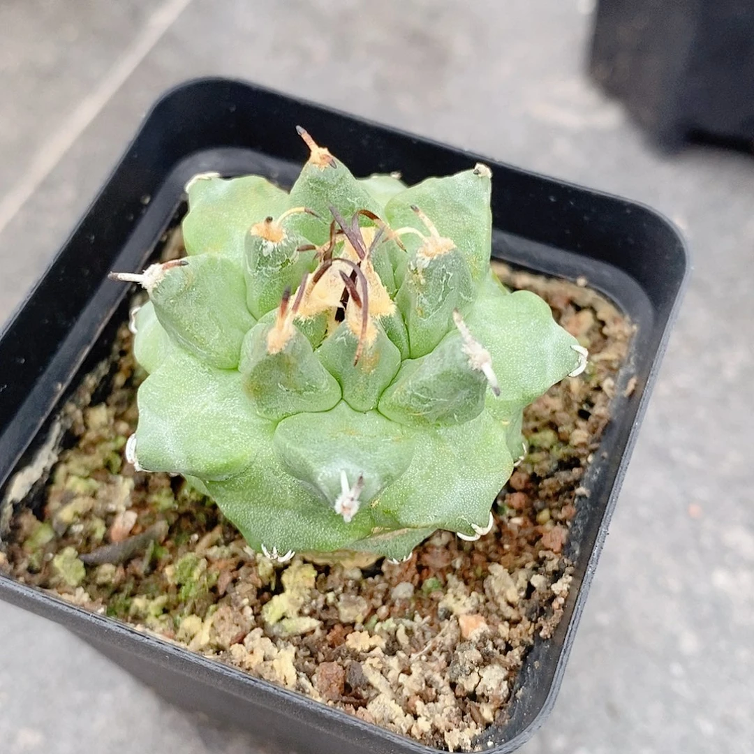 刘***琦实生 赤花娇丽3.5公分左右一物一拍