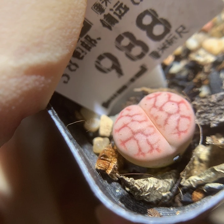 妮*酱Ssss石头头花花花988