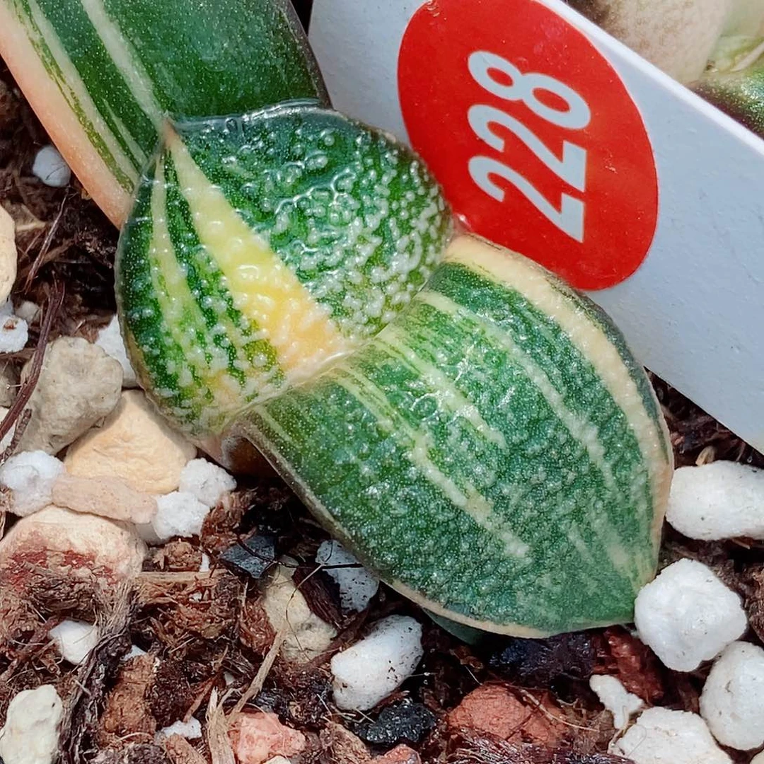 228卧牛极上斑锦大白珍珠釉带盆发货