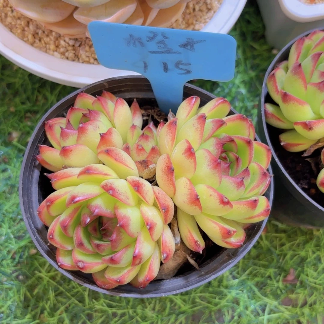 繁***w我的小可爱们都好可爱