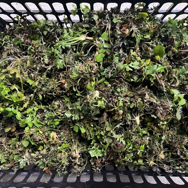 【香季菜】新鲜农家蔬菜