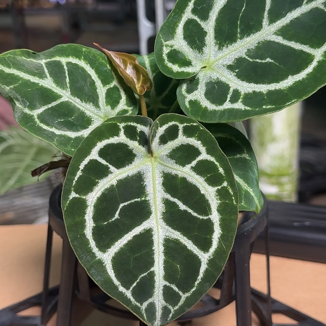 完全开放Z16铜锣烧杂skg银