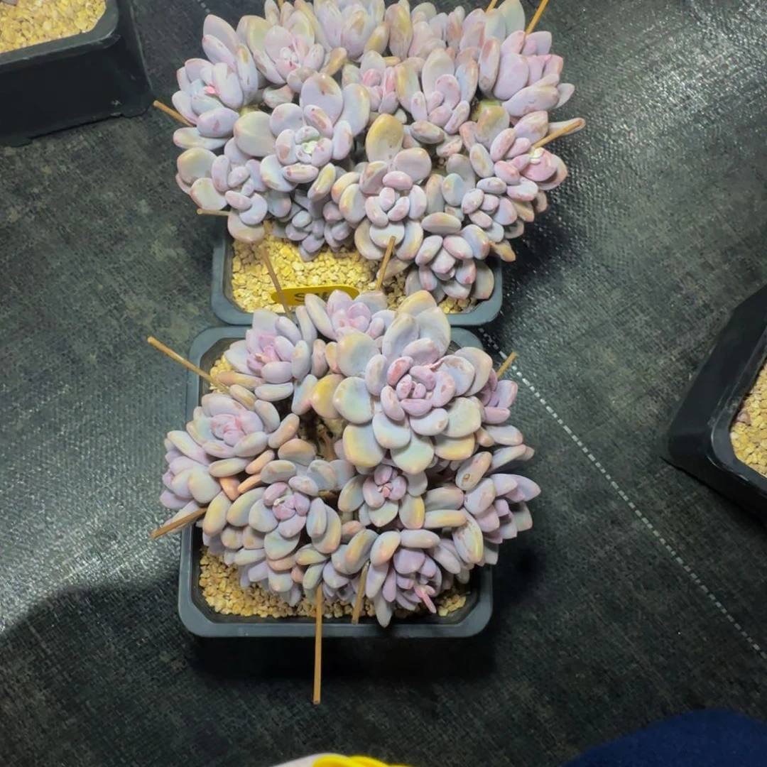 一**生s s s s s s s s s s 16