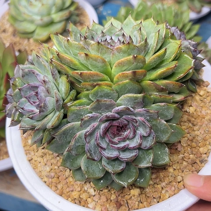多肉植物一物一拍071