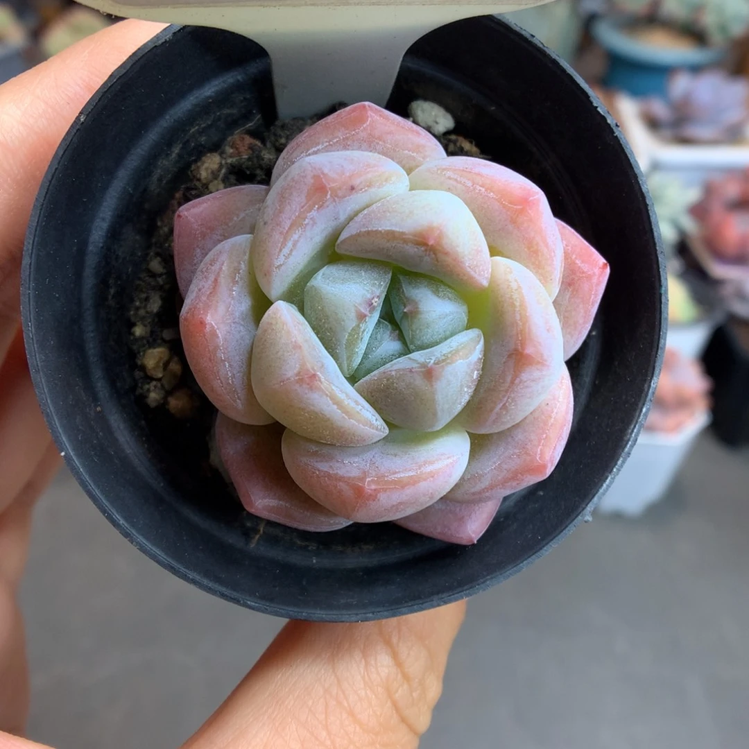 379糖心厚梦多肉植物