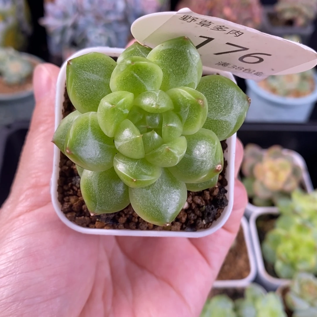 银月珍妮单头一颗176号