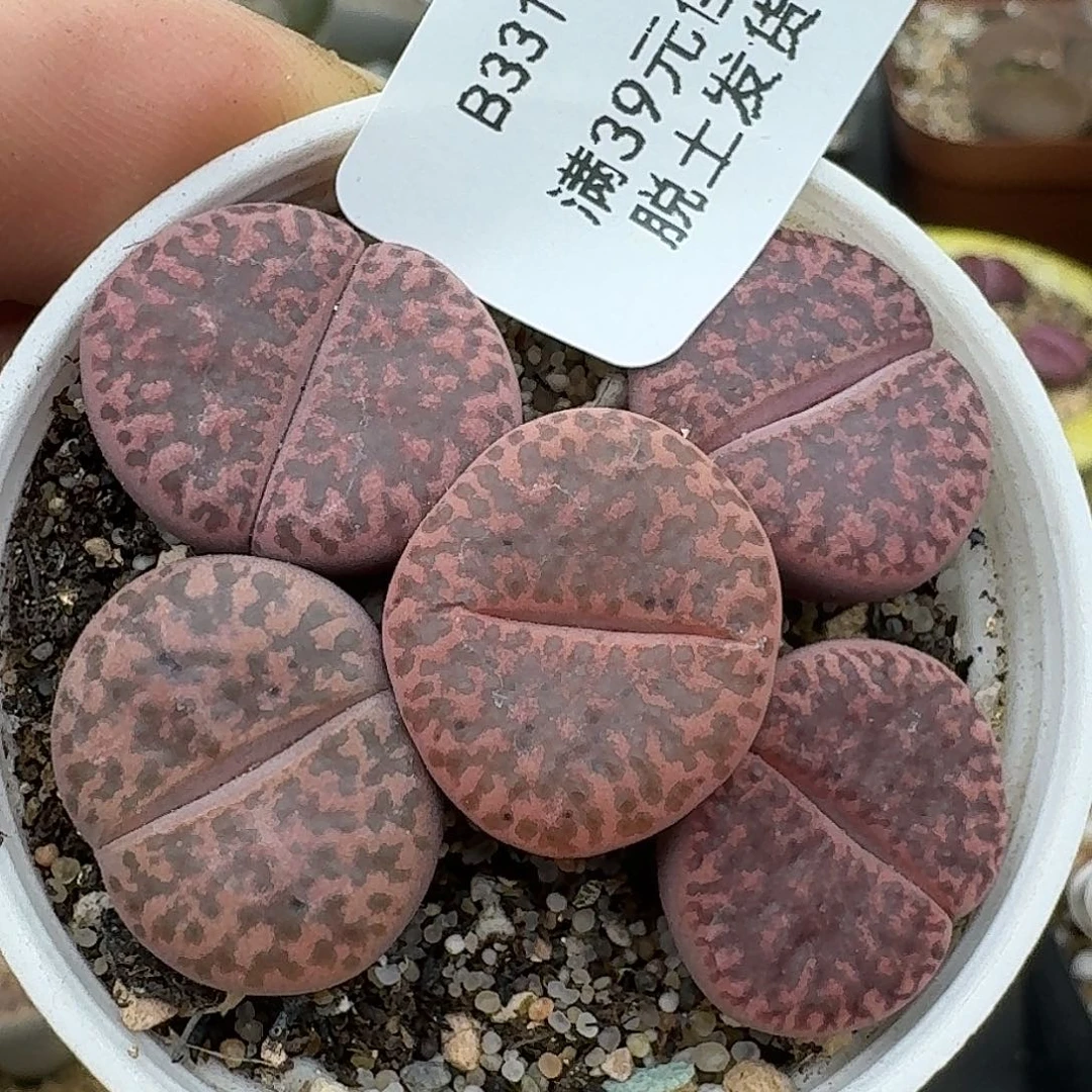 331多肉回国后哈哈哈哈