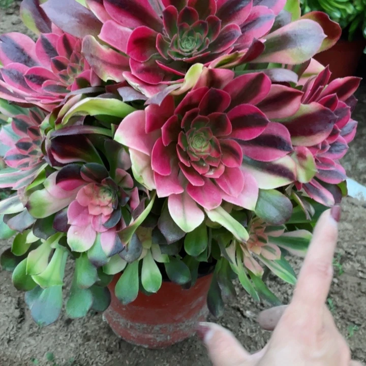 3640雅典娜一号棚