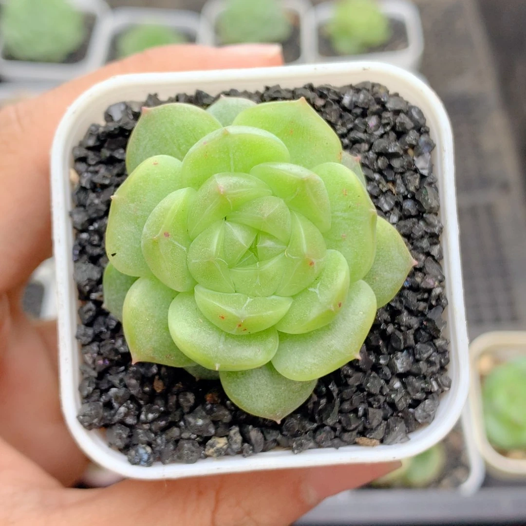 58包邮  群生不包整64