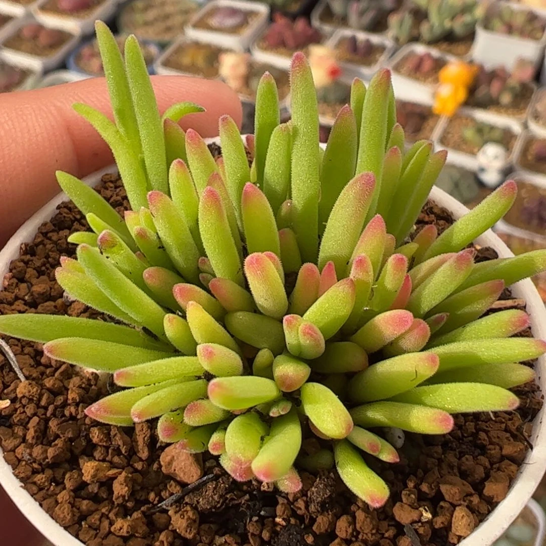 035多肉植物百科