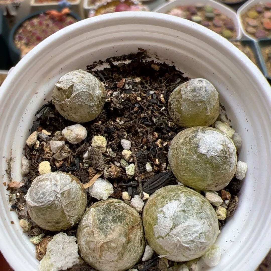 【闪购商品】383小灯一盒