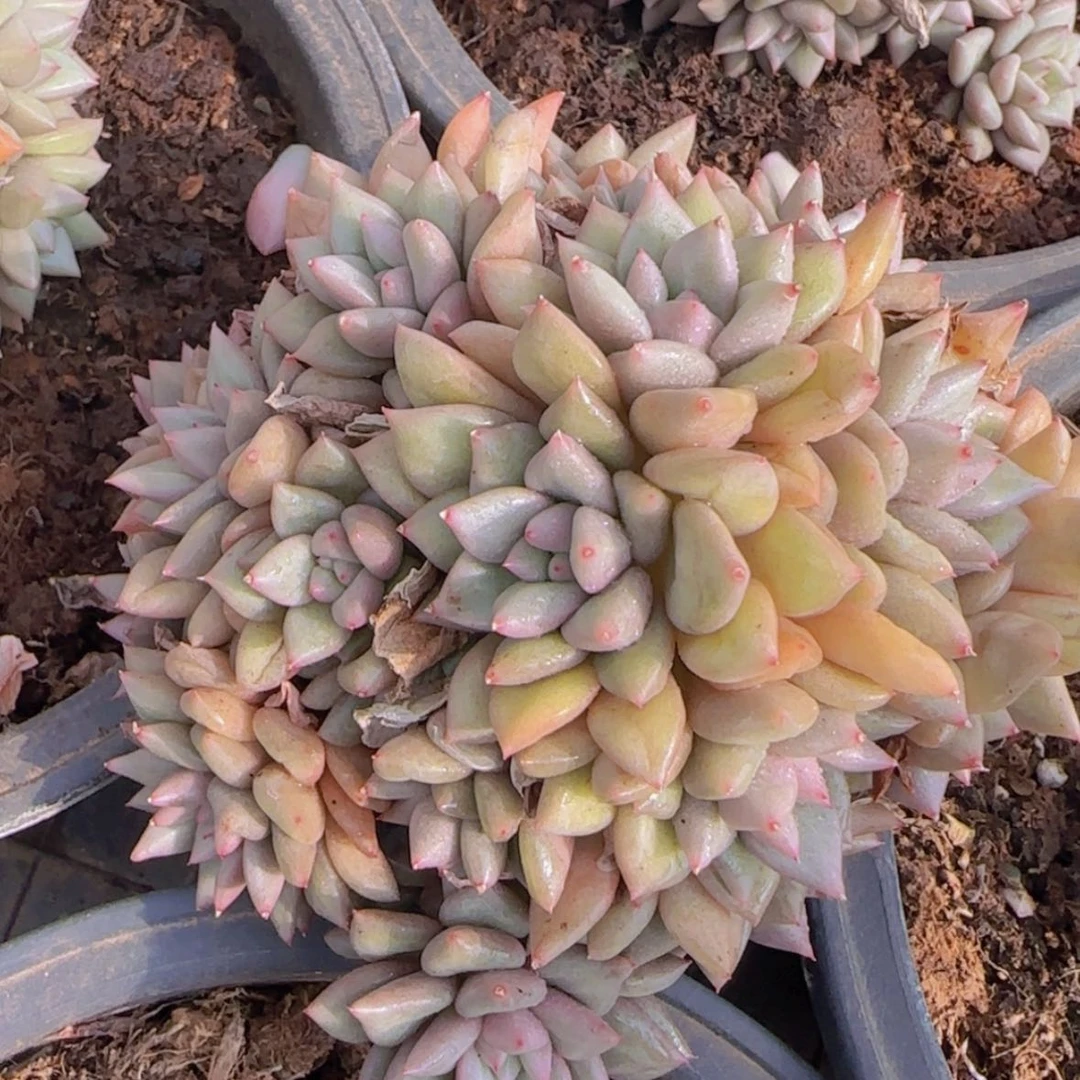 【闪购商品】韩版象牙