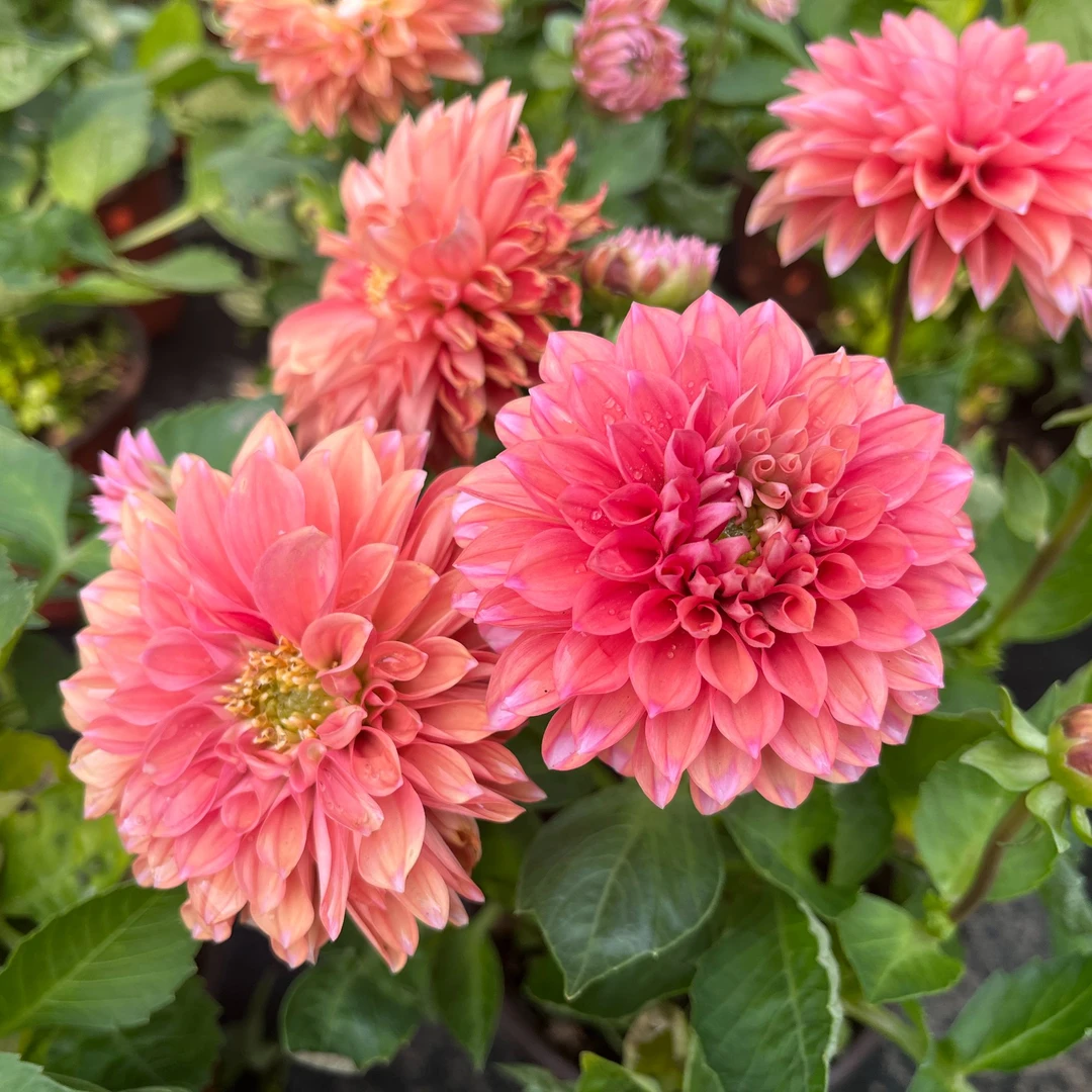 【三文鱼】橘红色重瓣大丽花盆栽带花苞发货四季开花室内外可养花卉