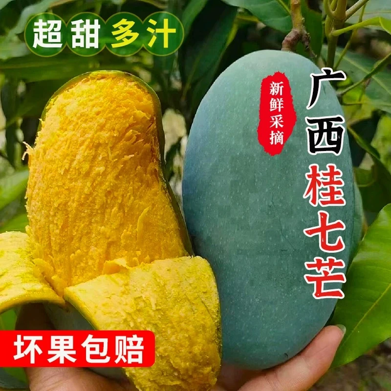 桂七芒果广西百色田东果园新鲜采摘产地直发