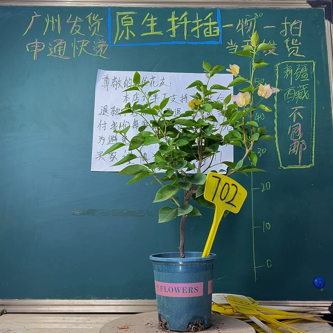 当前无花栽培后可以开花黄玫瑰702