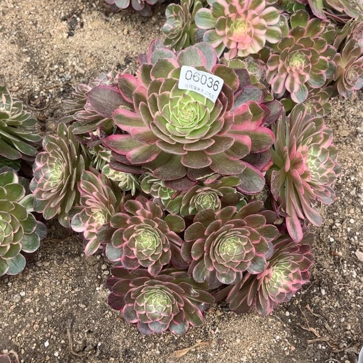 06039高贵多肉植物