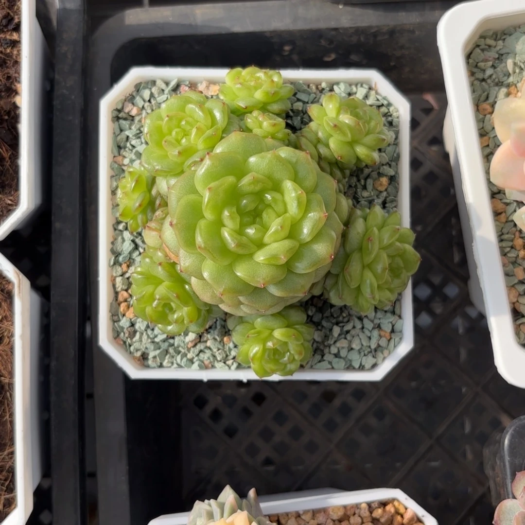 灯泡捧花一物一拍