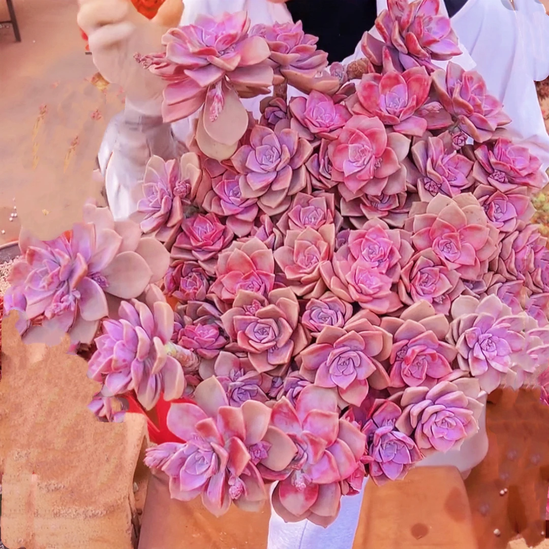 初衷老桩超大血斑巨无霸紫乐30公分阳台盆栽多肉植物花园阳台必备