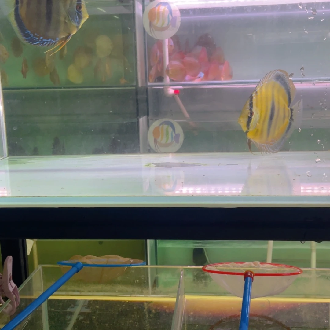 神仙鱼?***?卡一栋