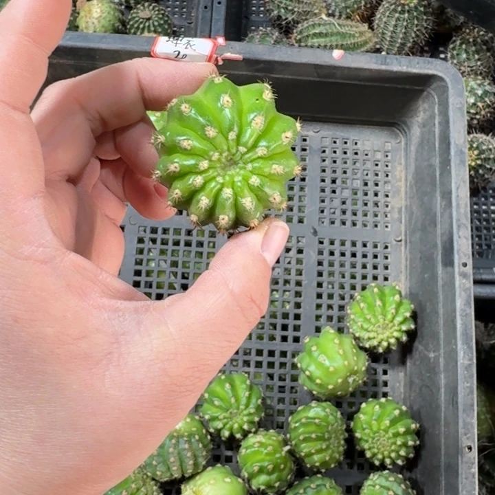 230丽花蝉衣歪无根侧牙3公分左右