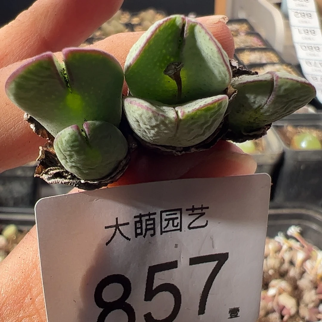 一物一拍。        857