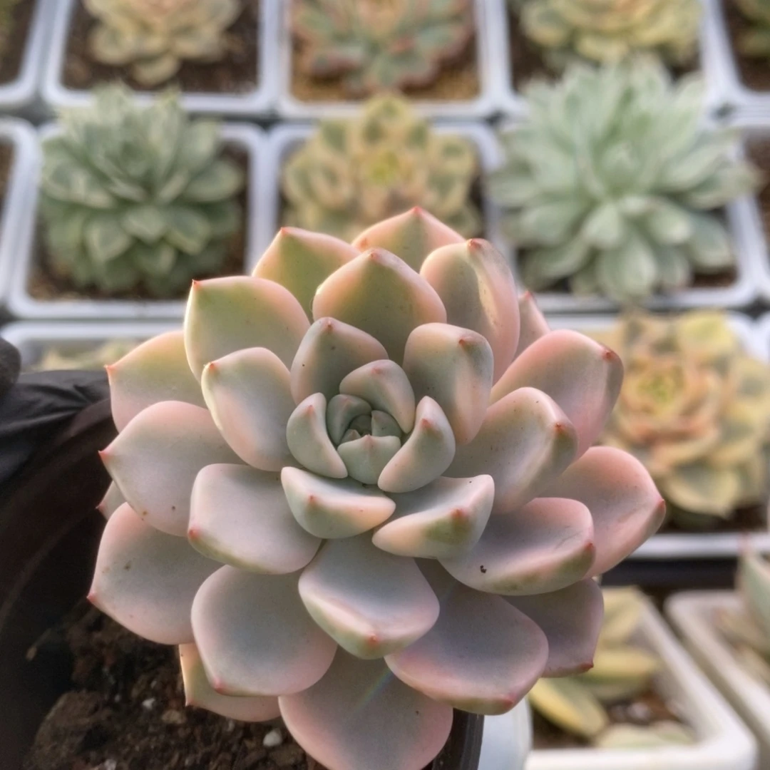 390红粉佳人锦锦锦锦锦锦