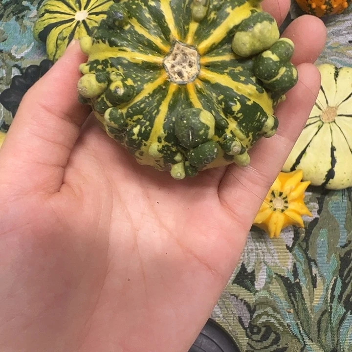 A**A墨西哥葫芦葫芦糊涂