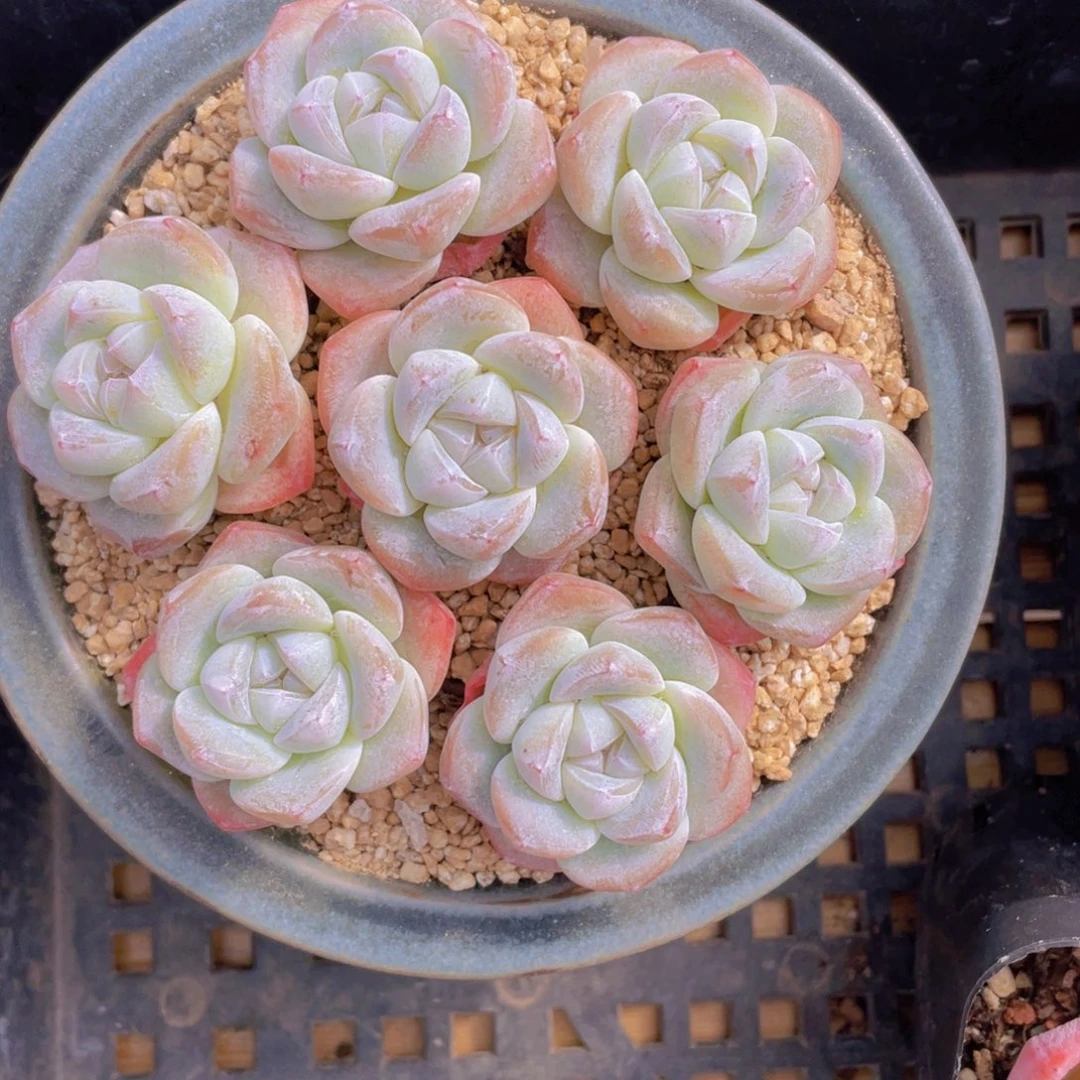 量拍100号 樱花钻石冰玉单头7个