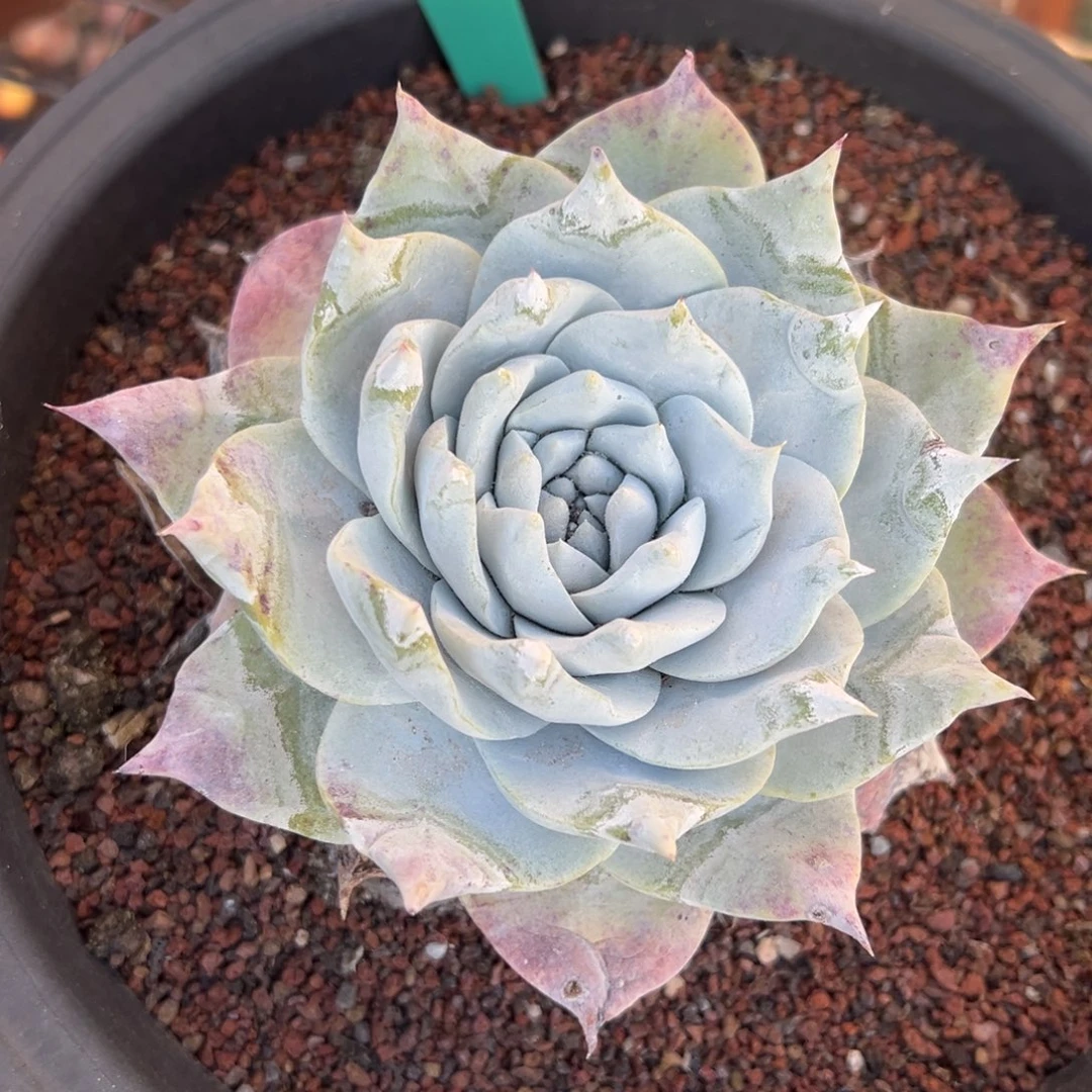 从前慢多肉精选编号0209.139