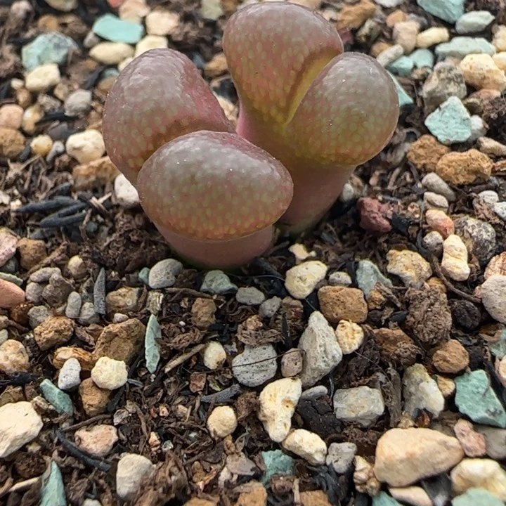 多肉植物绝美红风铃17号