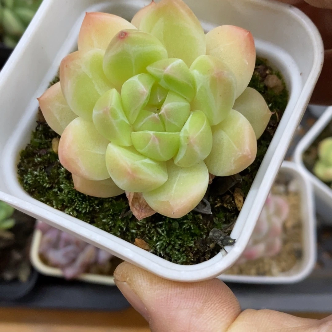 精品多肉一物一拍不包整240