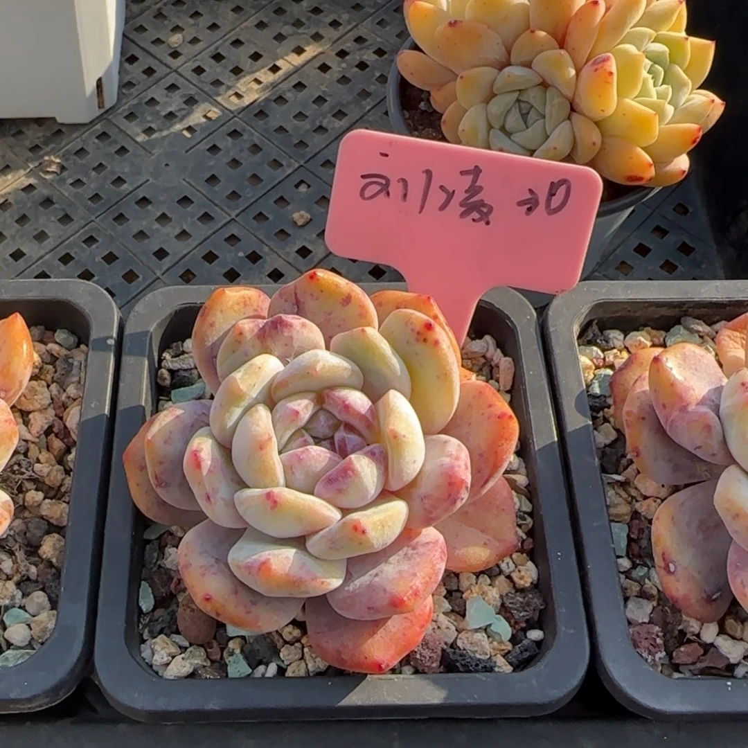 橙梦露石化锦老桩五十