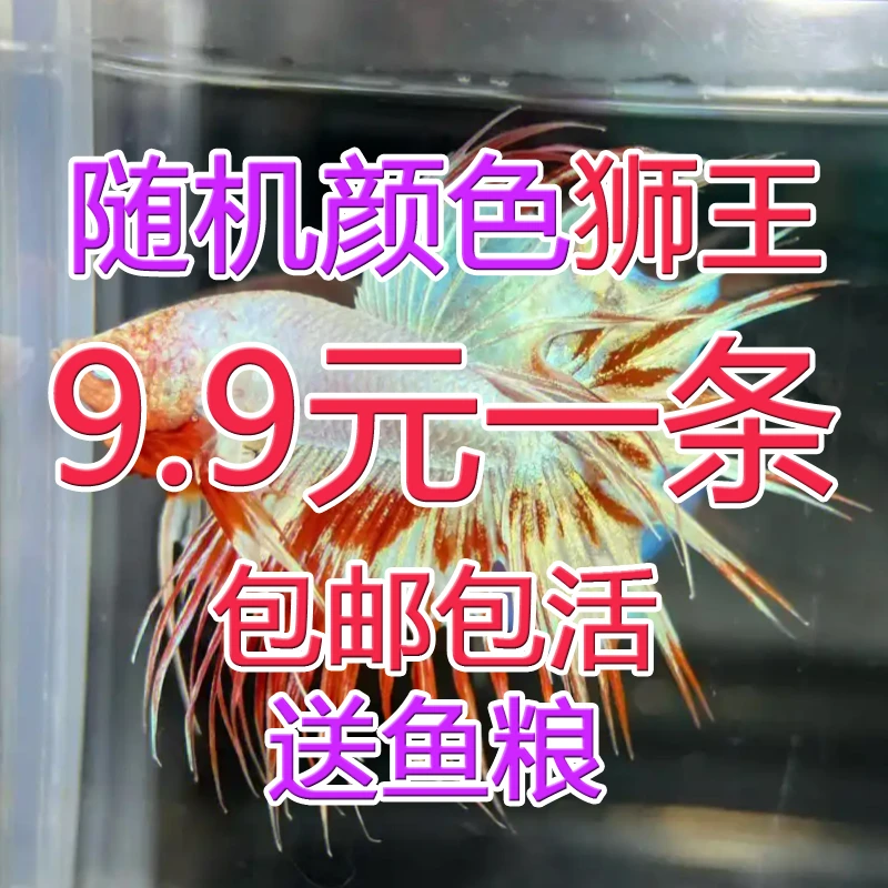 泰国斗鱼好养活热带鱼活体宠物小型观赏鱼大尾巴婚纱半月斗鱼狮王