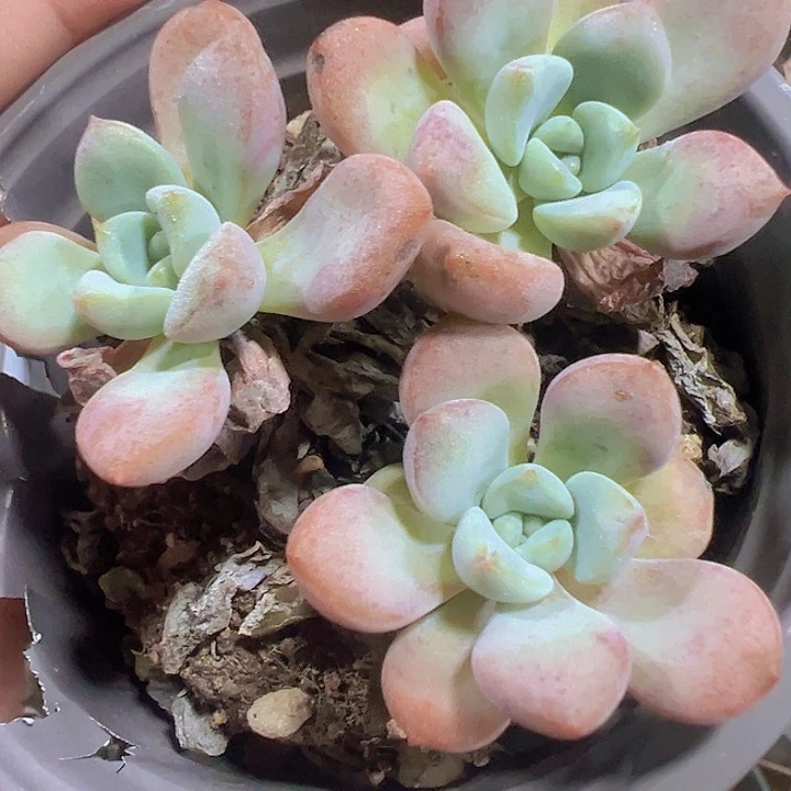 花斑露精品多肉植物大战