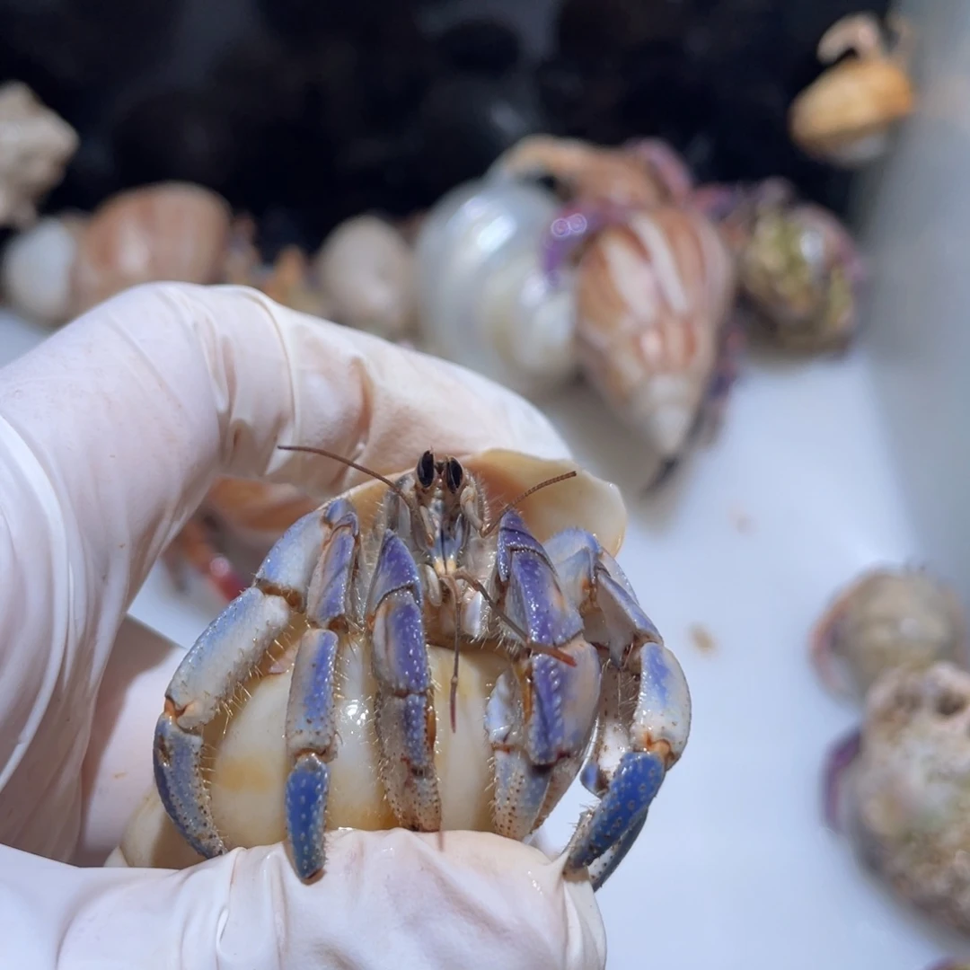 C2  紫陆  右眼受伤