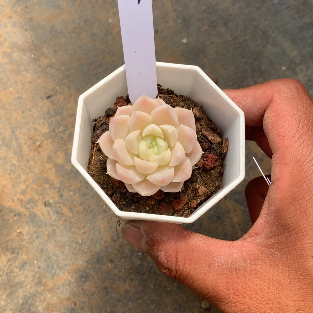清洁的好产品都可以让宝宝
