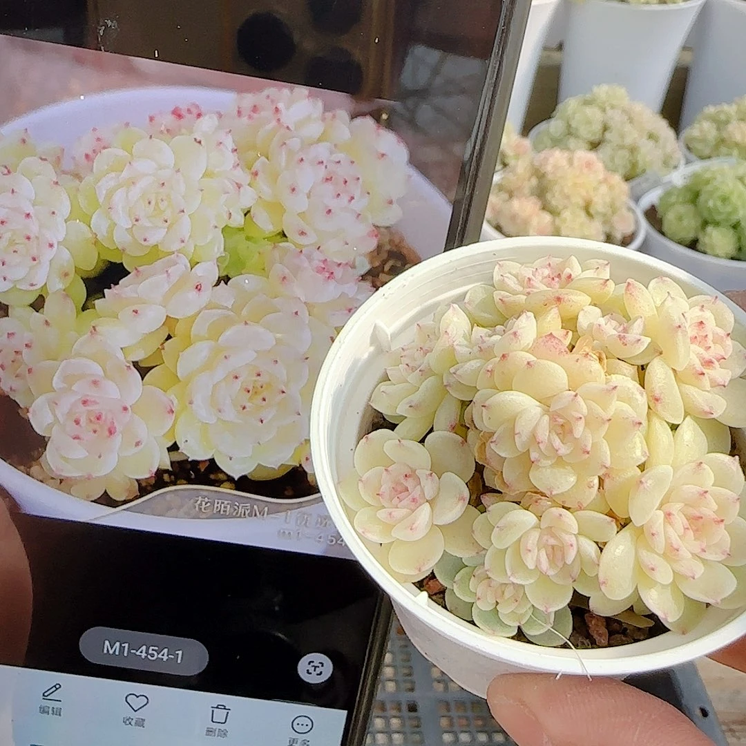 1125-80（m1-454-1）