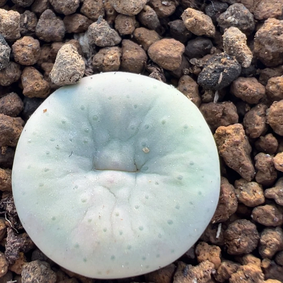 140多肉植物奶油嘴
