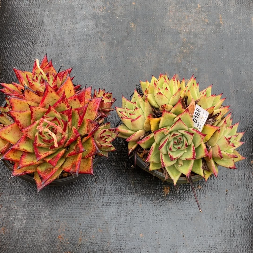 无花朵若如东云组拍B188