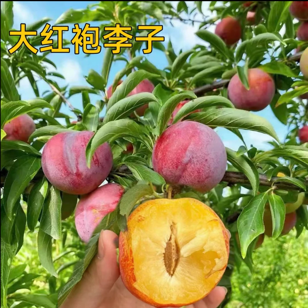 李子树苗 大红袍李子 蜂糖李子果树苗 盆栽地栽 阳台小院