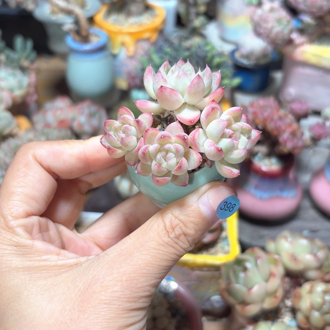 398多肉含盆土30元包邮➗偏远地区