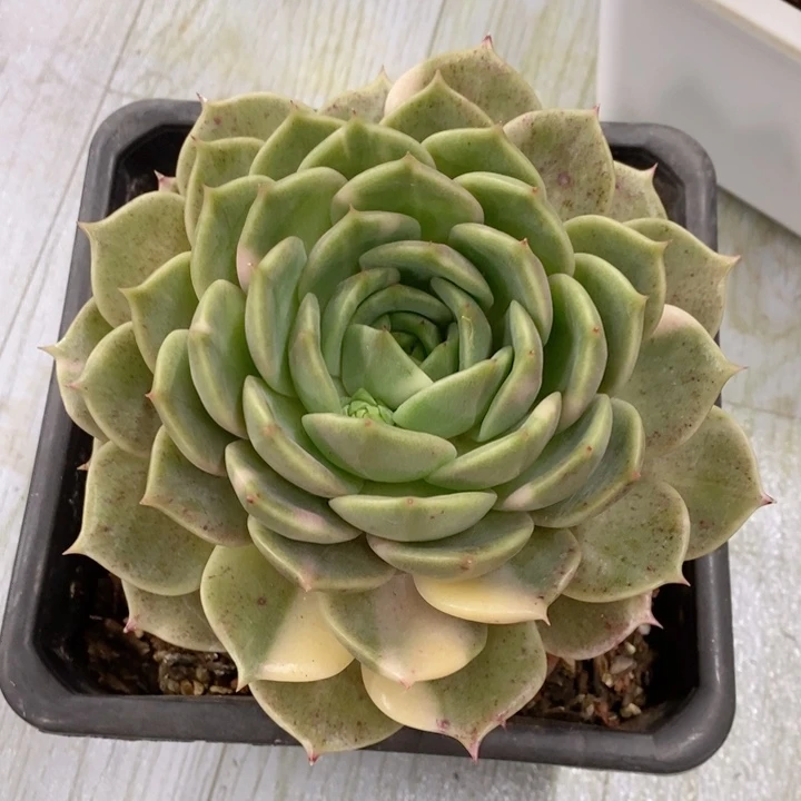 画***.贝加尔湖锦花脸多肉锦