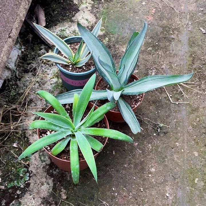 李***面完全开放龙舌兰小苗裸根发货