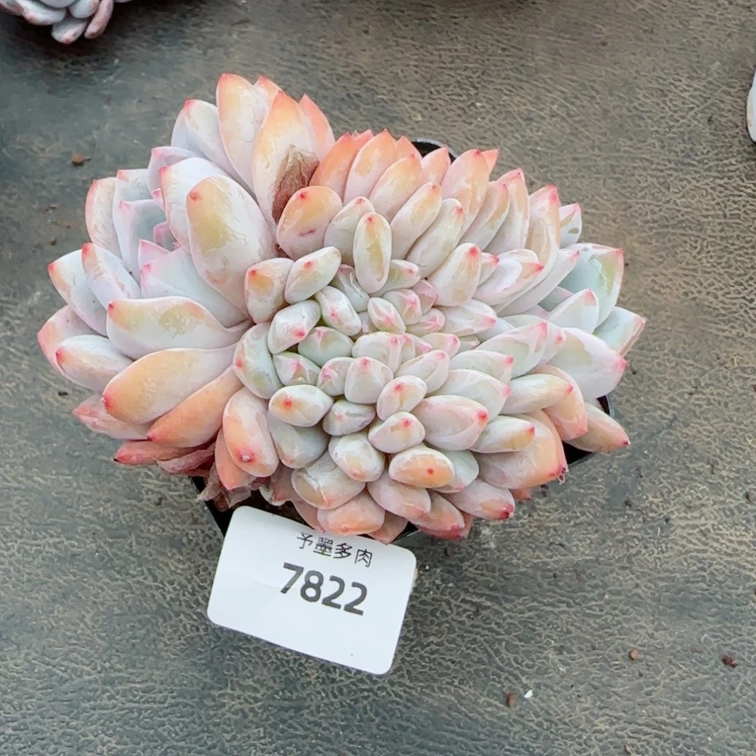 橙子缀化，7822多肉植物