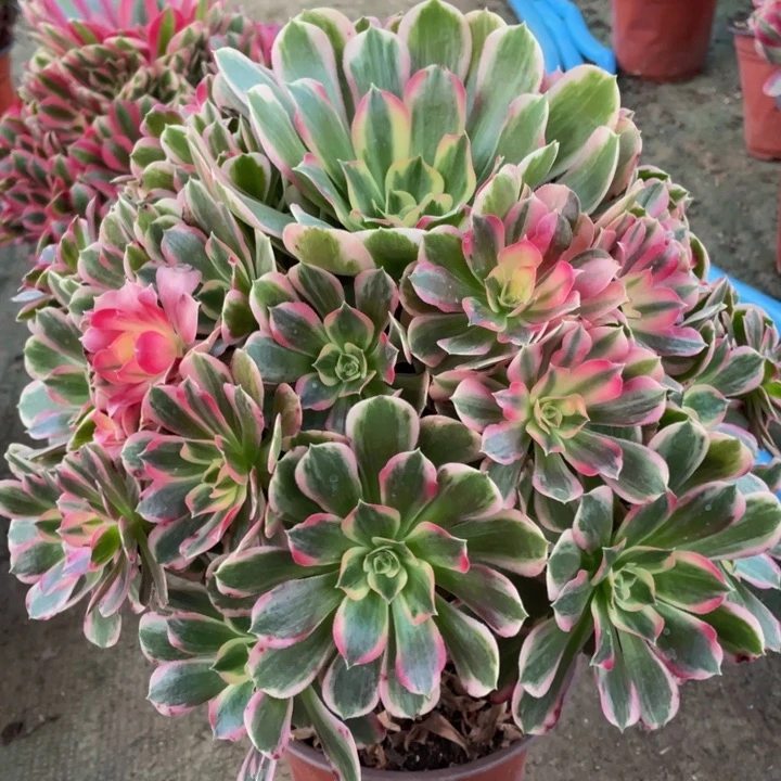 503大男神精品法师多肉